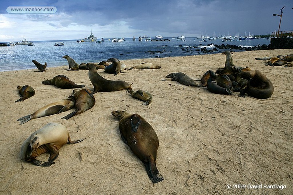 Islas Galapagos
Lobo marino Zalophus californianus wollebacki Bahia Gardner San Cristobal Galápagos
Islas Galapagos