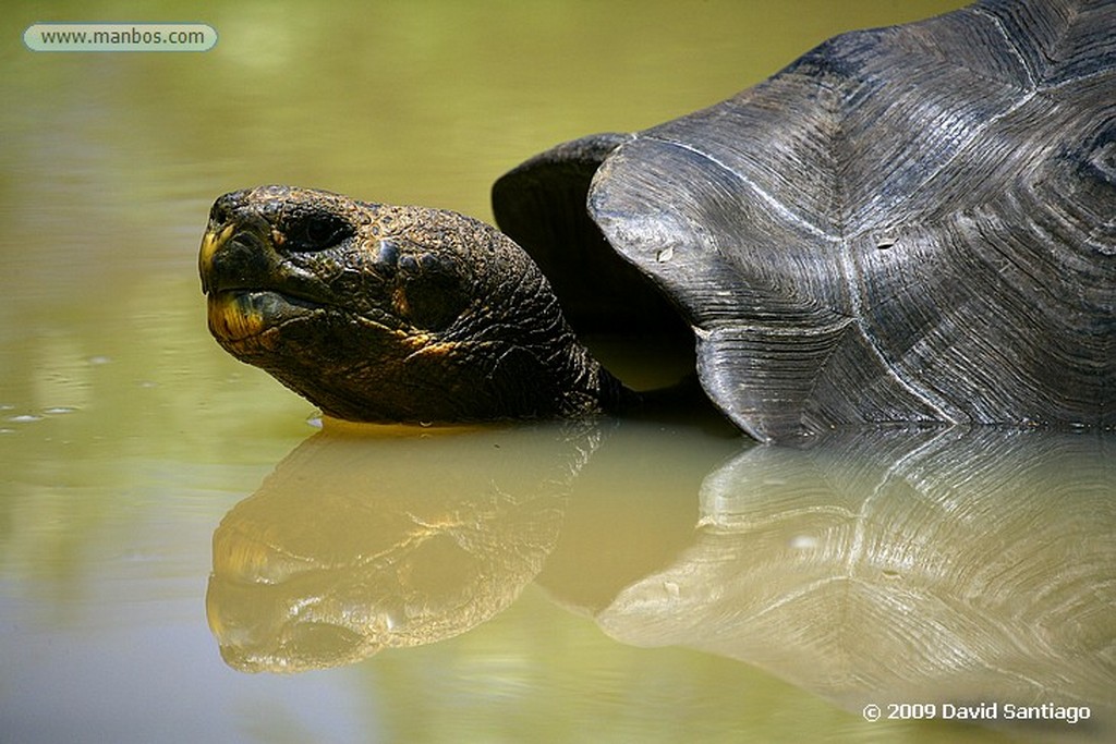 Islas Galapagos
Tortuga gigante Geochelone elephantopus El Chato San Cristobal Galápagos
Islas Galapagos