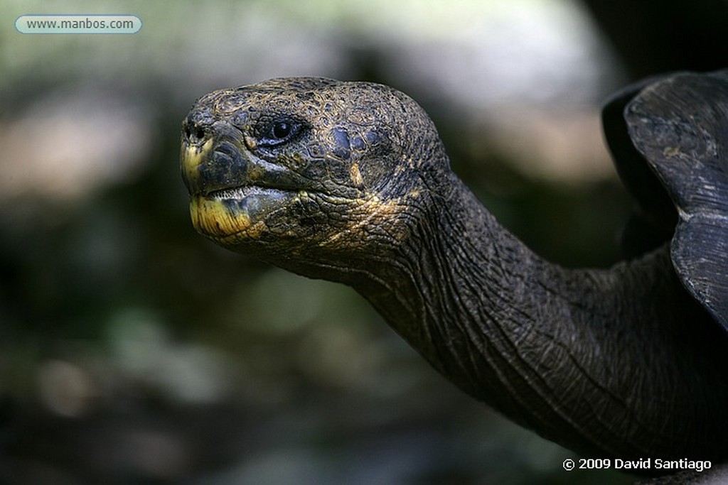 Islas Galapagos
Tortuga gigante Geochelone elephantopus El Chato San Cristobal Galápagos
Islas Galapagos