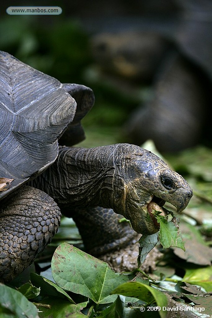 Islas Galapagos
Tortuga gigante Geochelone elephantopus El Chato San Cristobal Galápagos
Islas Galapagos