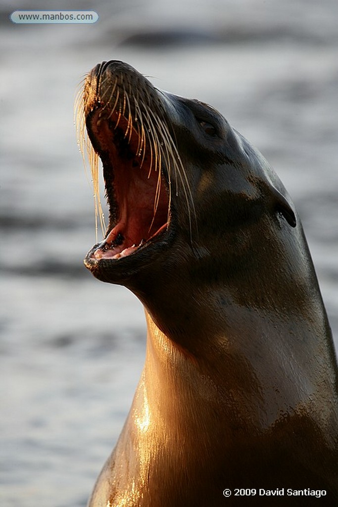 Islas Galapagos
Lobo marino Zalaphus californianus wollebacki Isla San Cristobal Galápagos
Islas Galapagos