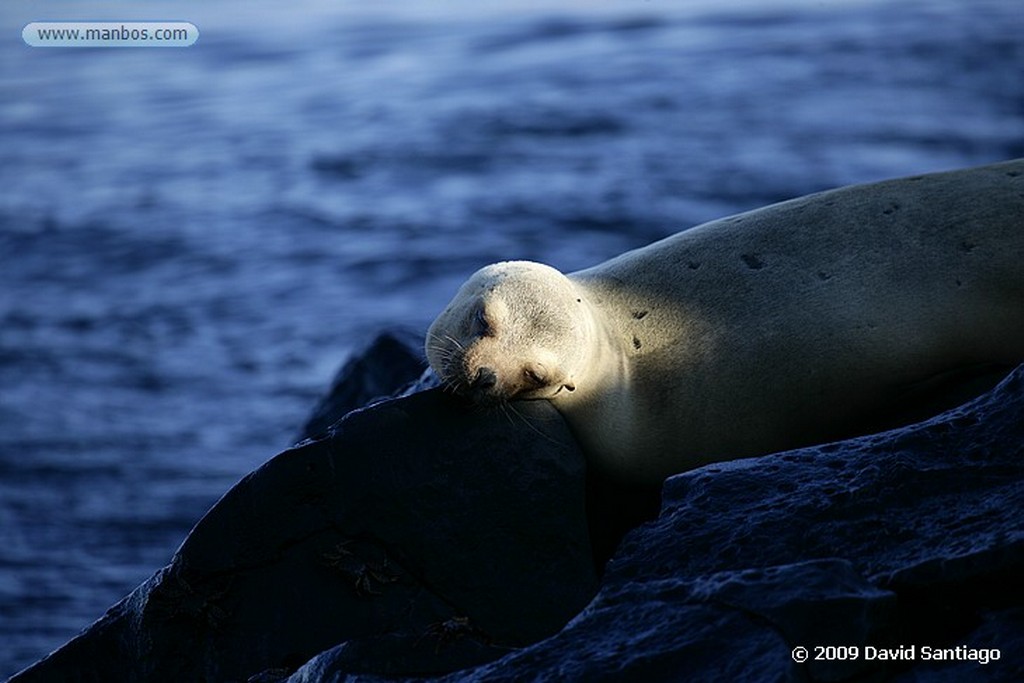 Islas Galapagos
San Cristobal Galápagos
Islas Galapagos