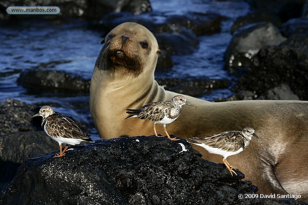 Islas Galapagos
Lobo marino Zalophus californianus wollebacki Bahia Gardner San Cristobal Galápagos
Islas Galapagos