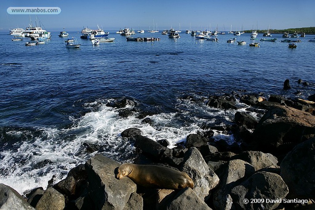 Islas Galapagos
San Cristobal Galápagos
Islas Galapagos