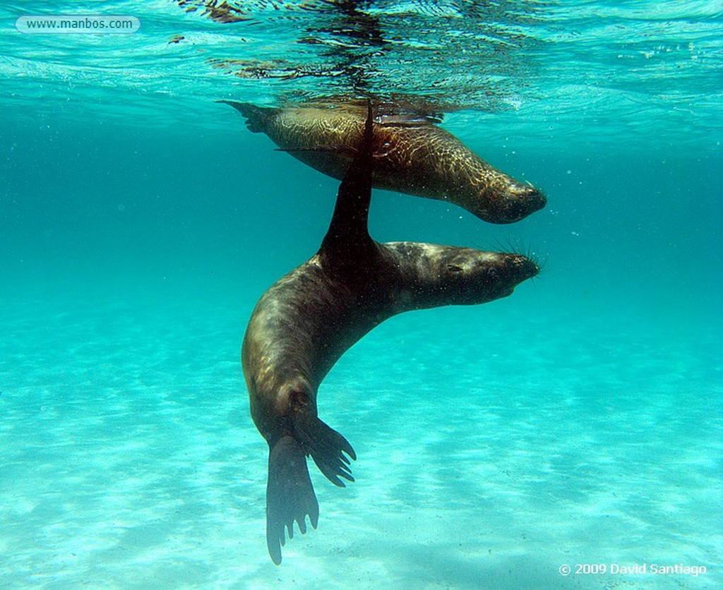 Islas Galapagos
Lobo marino Zalaphus californianus wollebacki Isla San Cristobal Galápagos
Islas Galapagos