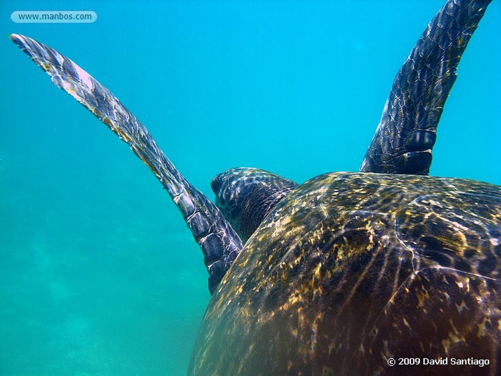 Islas Galapagos
Lobo marino Zalaphus californianus wollebacki Isla San Cristobal Galápagos
Islas Galapagos