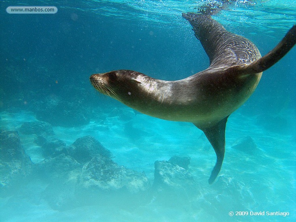 Islas Galapagos
Tortuga verde Chelonia mydas Floreana Galápagos
Islas Galapagos