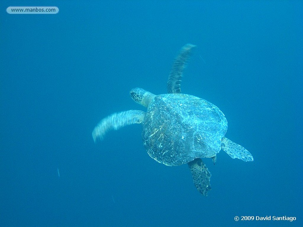 Islas Galapagos
Lobo marino Zalaphus californianus wollebacki Isla San Cristobal Galápagos
Islas Galapagos