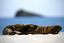 Islas Galapagos
Lobo marino Zalophus californianus wollebacki Bahia Gardner Isla Española Galápagos
Islas Galapagos