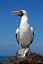 Islas Galapagos
Piquero enmascarado Sula dactylatra granti Isla Genovesa Galápagos
Islas Galapagos