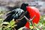 Islas Galapagos
Fragata Fragata magnificens Isla Genovesa Galápagos
Islas Galapagos