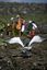 Islas Galapagos
Larus forficatus Seymour Galápagos
Islas Galapagos