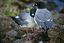 Islas Galapagos
Gaviota Larus forficatus Isla Genovesa Galápagos
Islas Galapagos