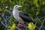 Islas Galapagos
Piquero de patas rojas Sula sula Sula dactylatra granti Isla Genovesa Galápagos
Islas Galapagos