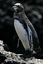 Islas Galapagos
Pinguino de Galapagos Spheniscus mendiculus  Galápagos
Islas Galapagos