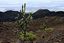 Islas Galapagos
Candelabra cactus Volcan Sierra Negra Isabela Galápagosgos
Islas Galapagos