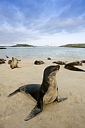 Islas Galapagos, Islas Galapagos, Ecuador