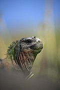 Objetivo 100 to 400
Iguana Conolophus pallidus Santa Fe Galapagos
Islas Galapagos
ISLAS GALAPAGOS
Foto: 18569