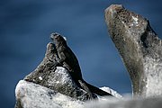 Objetivo 100 to 400
Iguana Conolophus pallidus Santa Fe Galapagos
Islas Galapagos
ISLAS GALAPAGOS
Foto: 18568