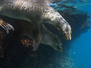 Camara Canon PowerShot G9
Lobo marino Zalophus californianus wollebacki Floreana Galápagos
Islas Galapagos
ISLAS GALAPAGOS
Foto: 18564