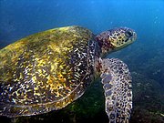 Camara Canon PowerShot G9
Tortuga verde Chelonia mydas Floreana Galápagos
Islas Galapagos
ISLAS GALAPAGOS
Foto: 18540