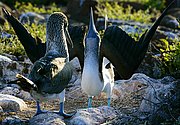 Islas Galapagos, Islas Galapagos, Ecuador