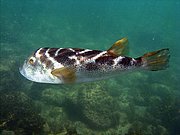 Camara Canon PowerShot G9
Tambulero Bullseye puffer Puerto Balta Galápagos
Islas Galapagos
ISLAS GALAPAGOS
Foto: 18526