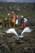 Islas Galapagos, Islas Galapagos, Ecuador