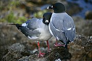 Objetivo 100 to 400
Gaviota Larus forficatus Isla Genovesa Galápagos
Islas Galapagos
ISLAS GALAPAGOS
Foto: 18512