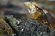 Objetivo 100 to 400
Iguana Conolophus subcristatus  Isla Plazas Norte Galápagosgos
Islas Galapagos
ISLAS GALAPAGOS
Foto: 18478