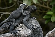 Objetivo 100 to 400
Iguana marina Amblyrynchus cristatus Isabela Galápagosgos
Islas Galapagos
ISLAS GALAPAGOS
Foto: 18455