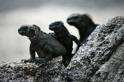 Objetivo 100 to 400
Iguana marina Amblyrynchus cristatus Isabela Galápagosgos
Islas Galapagos
ISLAS GALAPAGOS
Foto: 18454