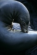 Objetivo 100 to 400
Lobo marino Zalophus californianus wollebacki Bahia Gardner San Cristobal Galápagos
Islas Galapagos
ISLAS GALAPAGOS
Foto: 18447