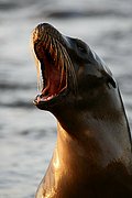 Objetivo 100 to 400
Lobo marino Zalophus californianus wollebacki Bahia Gardner San Cristobal Galápagos
Islas Galapagos
ISLAS GALAPAGOS
Foto: 18431