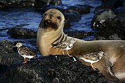 Islas Galapagos, Islas Galapagos, Ecuador