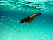 Camara Canon PowerShot G9
Lobo marino Zalaphus californianus wollebacki Isla San Cristobal Galápagos
Islas Galapagos
ISLAS GALAPAGOS
Foto: 18421