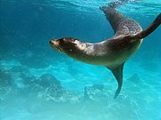 Camara Canon PowerShot G9
Lobo marino Zalaphus californianus wollebacki Isla San Cristobal Galápagos
Islas Galapagos
ISLAS GALAPAGOS
Foto: 18419