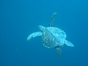 Camara Canon PowerShot G9
Tortuga verde Chelonia mydas Floreana Galápagos
Islas Galapagos
ISLAS GALAPAGOS
Foto: 18417