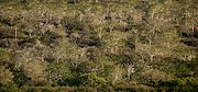 Camara Canon PowerShot G9
Arboles de palo santo Floreana
Islas Galapagos
ISLAS GALAPAGOS
Foto: 18407