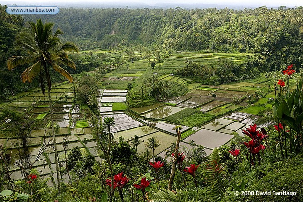 Bali
Pura Uluun Danu Bratan Danan Bratan Bali
Bali