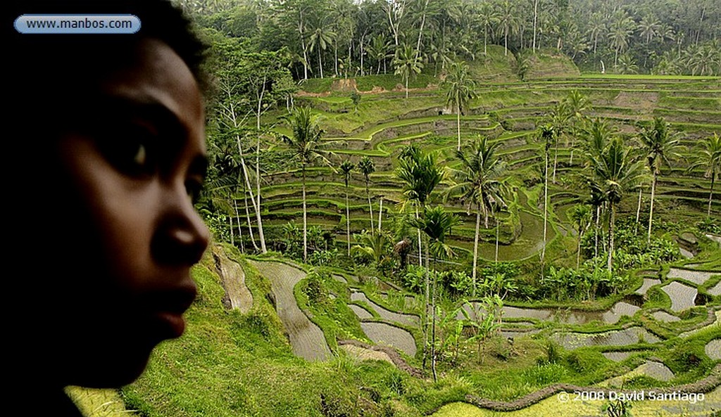 Bali
Ubud Bali
Bali