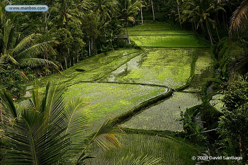 Bali
Pura Besakih Bali
Bali