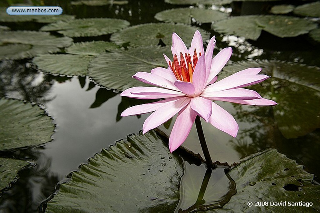 Borneo
Flor de loto en Bali
Borneo