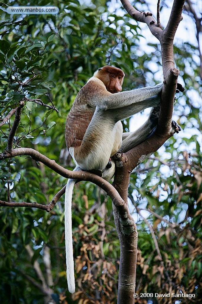 Borneo
Lanchas P N Tanjunj Puting Borneo
Borneo