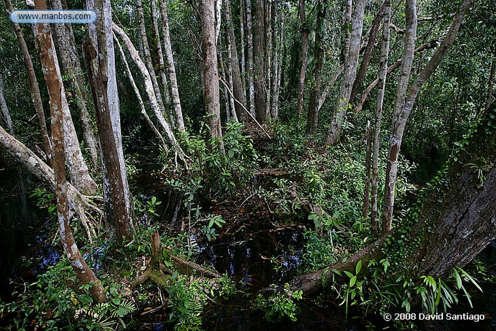 Borneo
Mono narigudo Nasalis larvatus Borneo
Borneo