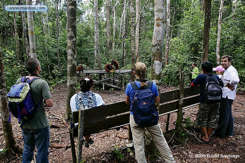 Borneo
Campamento Leakey P N Tanjunj Puting Borneo
Borneo