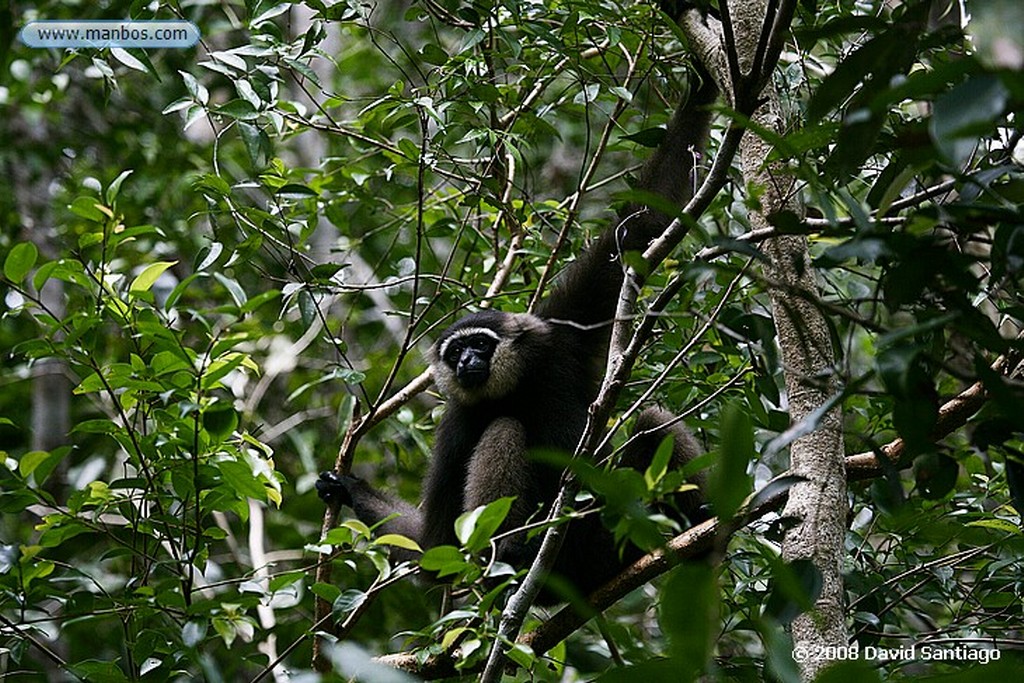 Borneo
Martin pescador
Borneo