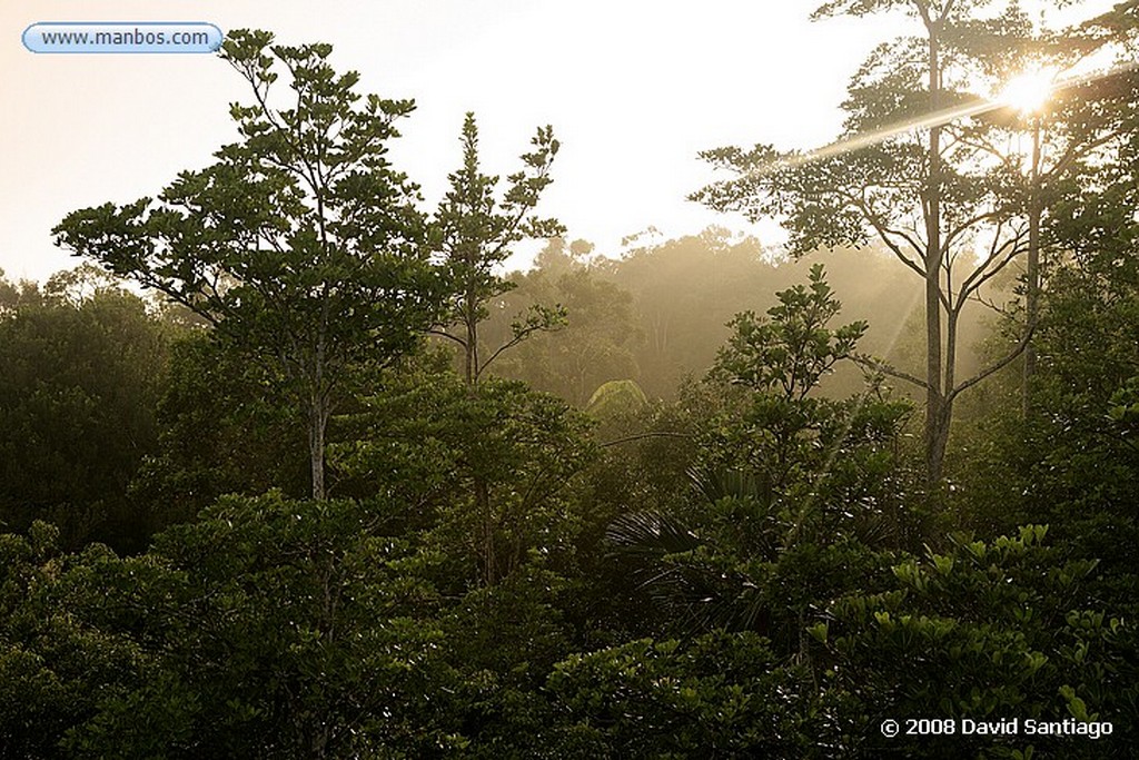 Borneo
Mono gibón Borneo
Borneo