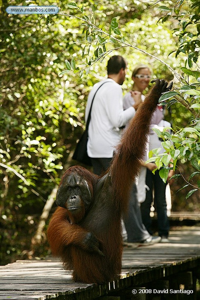 Borneo
Mono gibón Borneo
Borneo