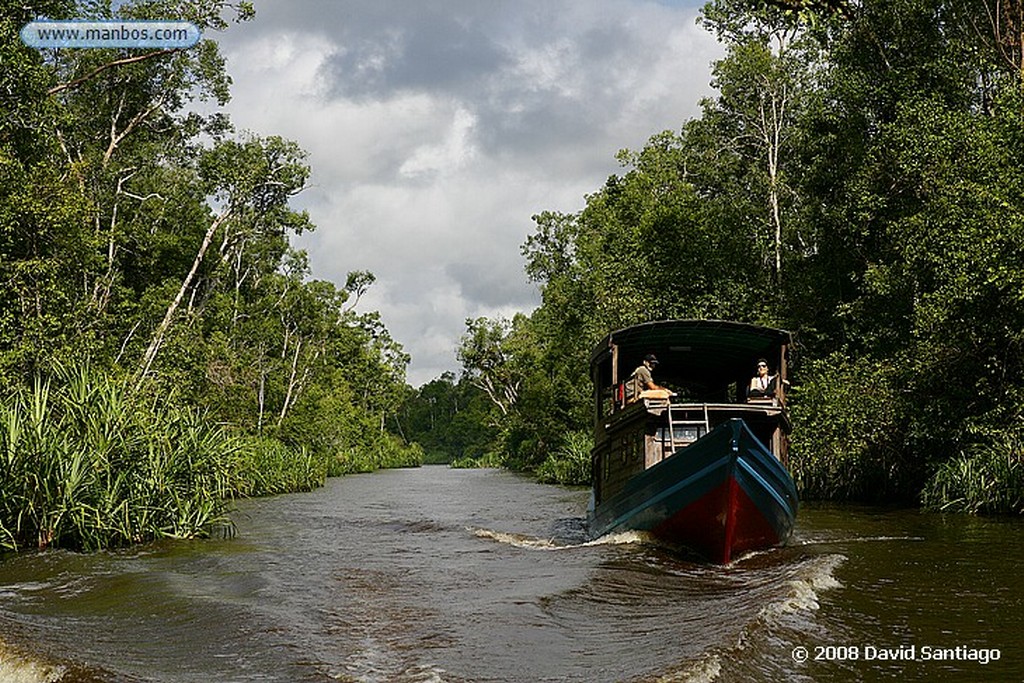 Borneo
Jabali barbado  P N Tanjunj Puting Borneo
Borneo